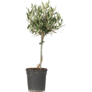 Olijfboom - Olea europaea - Hoogte 45-55cm - ?14cm