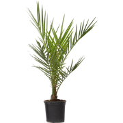 Canarische Dadelpalm - Phoenix canariensis - Hoogte 50-60cm - ?15cm