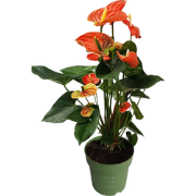 Flamingoplant - Anthurium 'Madural Orange' - Hoogte 55-70cm - ø17cm