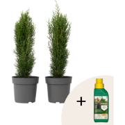 Italiaanse Cipres - Set van 2 - Cupressus 'Totem' - Hoogte 60-80cm - ?...