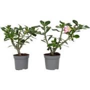 Woestijnroos - Set van 2 - Adenium obesum - Hoogte 30-45cm - ?13cm