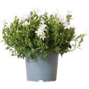 Campanula Addenda - Klokjesbloem purple potmaat 12cm - vaste plant - w...