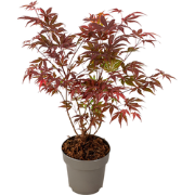 Japanse Esdoorn - Acer palmatum - Hoogte 35-55 cm - ø 15 cm