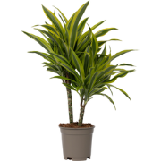 Drakenbloedboom - Dracaena deremensis 'Lemon Lime' - Hoogte 60-70cm - ...