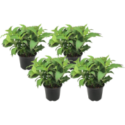 Hortensia - Set van 4 - Hydrangea serrata 'Summerglow' - Hoogte 25-40c...