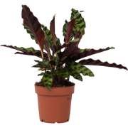 Pauwenplant - Goeppertia insignis - Hoogte 30-40cm - ?12cm