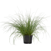 Lampenpoetersgras - Pennisetum alopecuroides 'Hameln' - Hoogte 20-30cm...