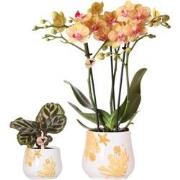 Kolibri Company - Planten set  Oranje | Set met oranje Phalaenopsis or...