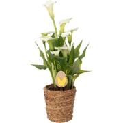 Calla 'Ruby' - Aronskelk - Wit - Hoogte 30-40cm - ?12cm