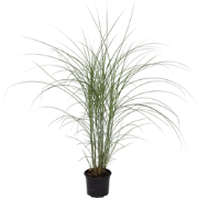 Prachtriet - Miscanthus sinensis 'Kleine Silberspinne - Hoogte 20-30cm...