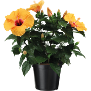 Chinese roos - Hibiscus rosa-sinensis - Oranje - Hoogte 40-50cm - ?17c...
