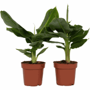 Bananenplant - Set van 2 - Musa 'Oriental Dwarf' - Hoogte 25-40cm - ?1...