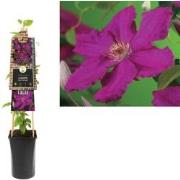 3 stuks - Klimplant Clematis Ernest Markham 75 cm