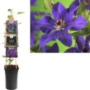 3 stuks - Klimplant Clematis The President 75 cm