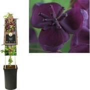 3 stuks - Klimplant Akebia quinata 75 cm