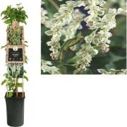 3 stuks - Klimplant Fallopia aubertii 75 cm
