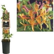 3 stuks - Klimplant Lonicera heckrottii American Beauty 75 cm