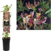3 stuks - Klimplant Lonicera per. Serotina 75 cm