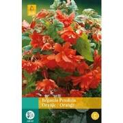 2 stuks - Begonia Pendula Oranje 2 bollen