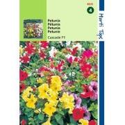 2 stuks - Petunia Pendula Cascade F1 Hybride Gem.