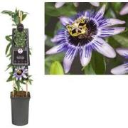 3 stuks - Klimplant Passiflora Damsel s Delight 75 cm