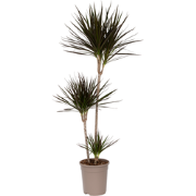 Drakenbloedboom - Dracaena marginata - Hoogte 110-130cm - ?24cm