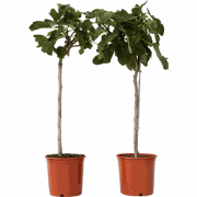 Vijgenboom - Set van 2 - Ficus Carica - Hoogte 70-90cm - ?21cm