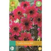 Dahlia Cherry Red