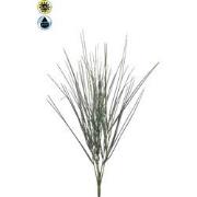 Cytisus bush x6 UV 52 cm Emerald