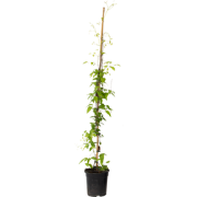 Bosrank - Clematis 'The President' - Hoogte 100-120cm - ?17cm