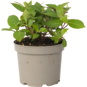Hortensia - Hydrangea serrata 'Magic Sunset' - Hoogte 25-40cm - ?19cm