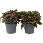 Coleus - Set van 2 - Coleus scutellarioides - Hoogte 25-35cm - ?17cm