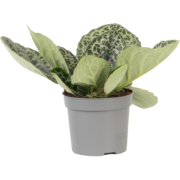 Spiraalvrucht - Streptocarpus 'Pretty Turtle' - Hoogte 25-35cm - ?13cm