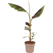Rode bananenplant - Ensete ventricosum - Hoogte 55-70cm - ?21cm