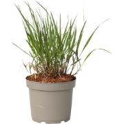Vingergras - Panicum Virgatum 'Squaw' - Hoogte 40-60cm - ?23cm