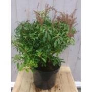 Pieris 50 cm groen