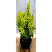 2 stuks - Berberis groengeel 40 cm