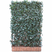 Kant & klaar haag met hardhout bak groot Hedera helix Woerner 180 cm