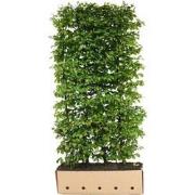 Carpinus betulus