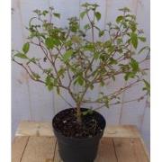 viburnum plicatum japanse sneeuwbal