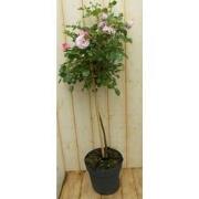 Stamroos 100 cm roze