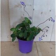 3 stuks! Streptocarpus