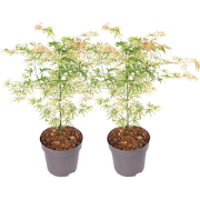 Japanse Esdoorn - Set van 2 - Acer palmatum 'Ukigumo' - Hoogte 50-60cm...