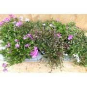 kruipphlox vlambloem 6 potjes per tray kleur mix