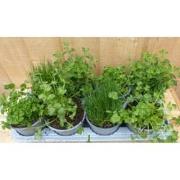 Kruidenmix bak eenjarige planten 8 potjes in tray