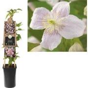 3 stuks - Klimplant Clematis montana Mayleen 75 cm