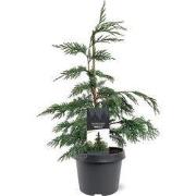 Chamaecyparis nootk. Pendula 40-50 cm Conifeer