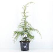 Cedrus deodara aurea 75 cm
