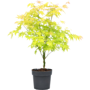 Japanse Esdoorn - Acer palmatum 'Orange Dream' - Hoogte 60-70cm - ?19c...