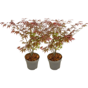 Japanse Esdoorn - Set van 2 - Acer 'Atropurpureum' - Hoogte 60-70cm - ...